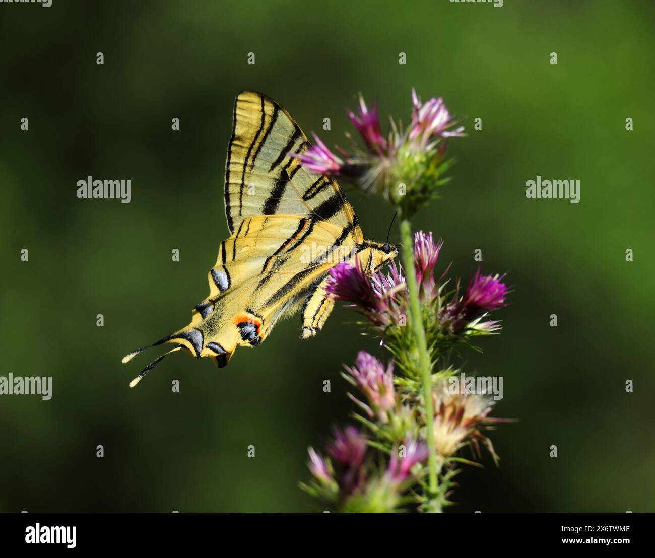 La scarsità del sud di Swallowtail - Iphiclides podalirius. Avvistato Oeiras, Portogallo. Vista panoramica. Arroccato su un cespuglio di rose per cani. Foto Stock