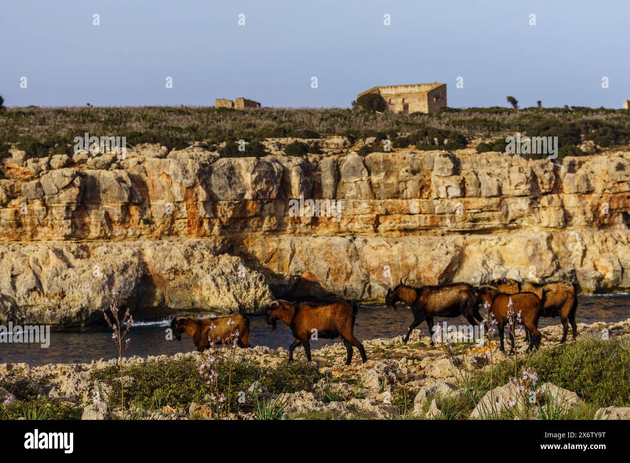 Capra di Maiorca, Cala pilota, Manacor, Maiorca, Isole Baleari, Spagna. Foto Stock