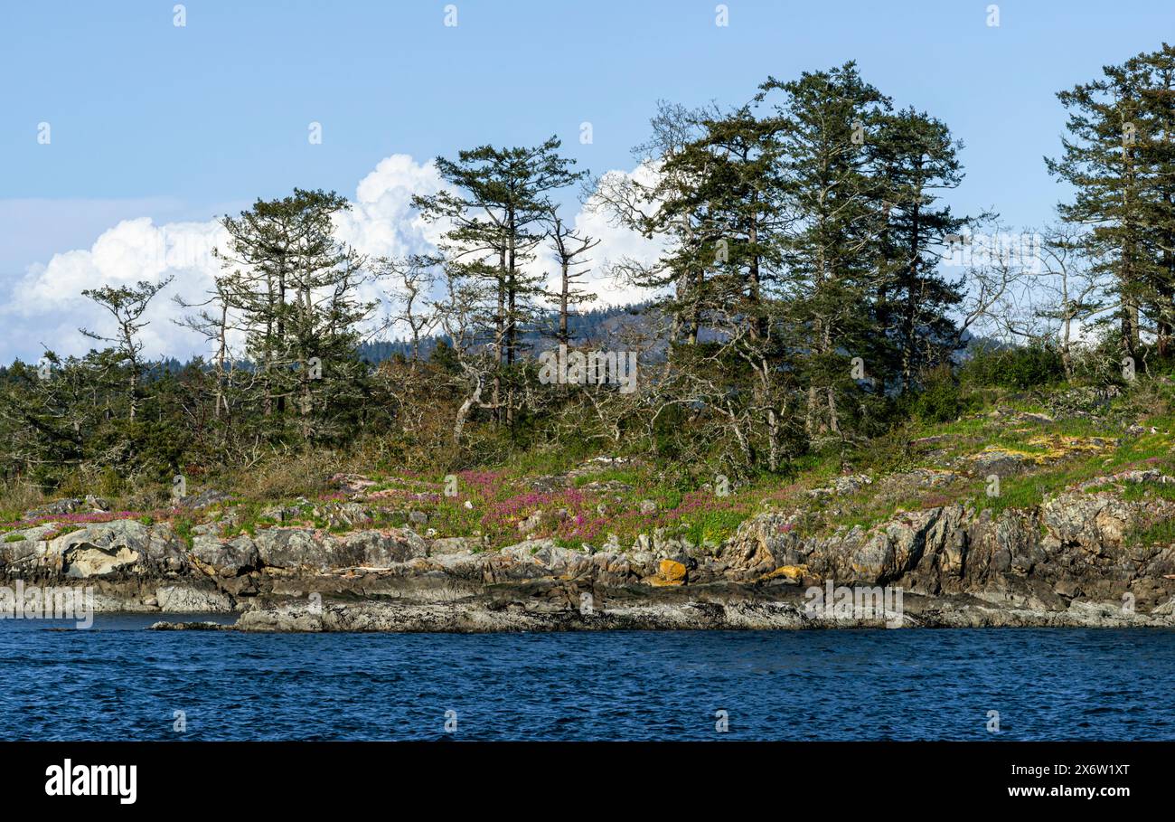 Su una piccola isola, alberi e fiori selvatici crescono lungo una costa rocciosa che si affaccia sullo stretto di Georgia nella Columbia Britannica, Canada Foto Stock