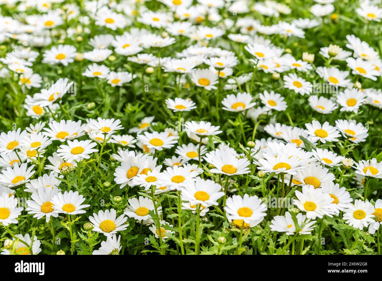 Margherita fiorita (Bellis perennis), famiglia delle Asteraceae, Maiorca, Spagna. Foto Stock