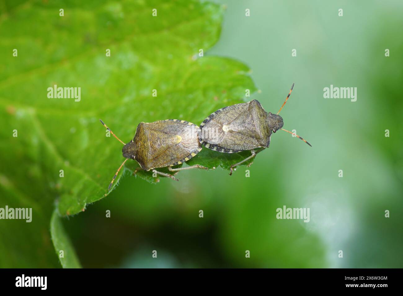 Due Shieldbugs vernali (Peribalus strictus), famiglia Pentatomidae su una foglia in un giardino olandese. Accoppiamento. Paesi Bassi, primavera, maggio Foto Stock