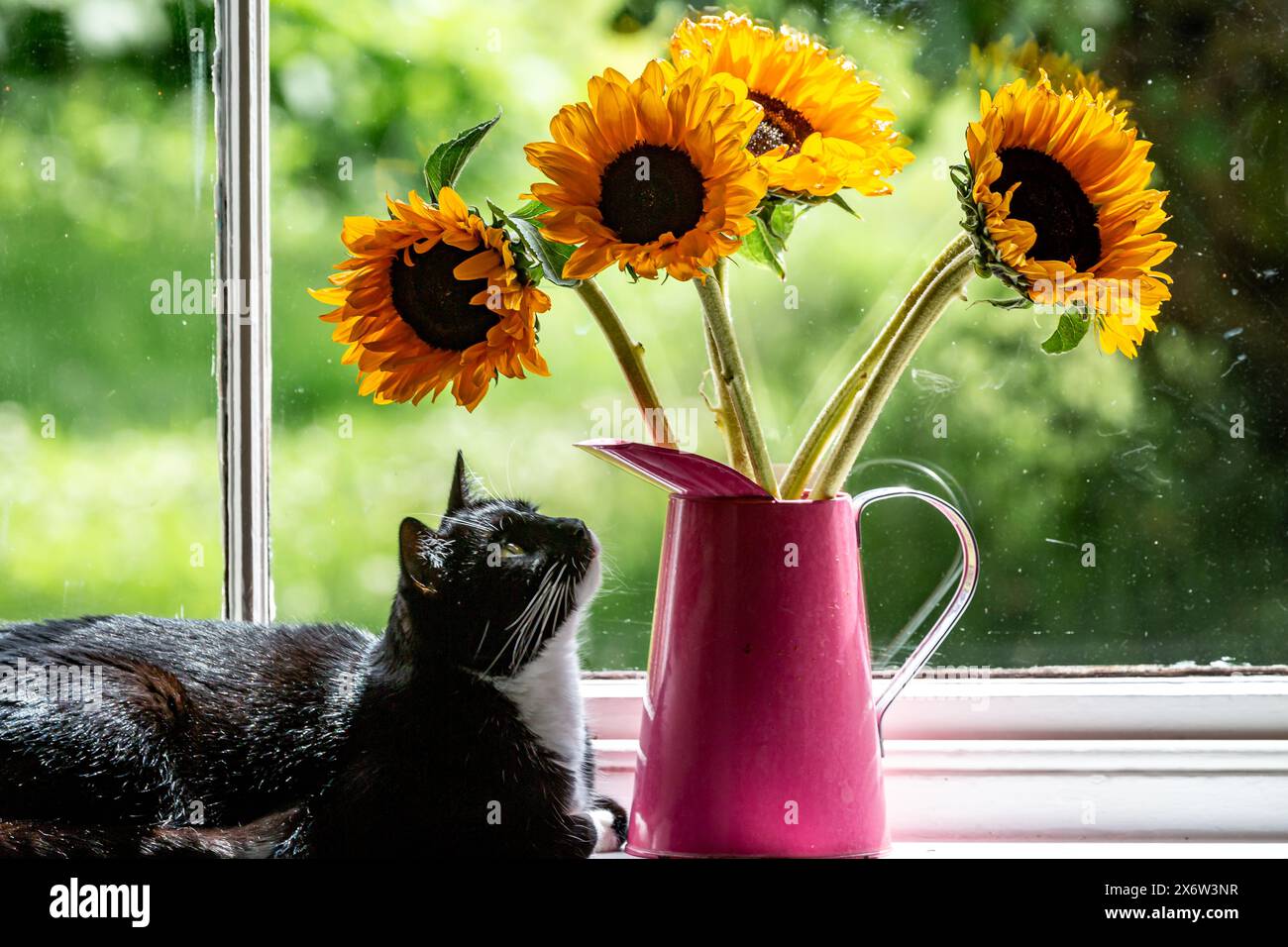 Un vaso di girasoli vibranti su un davanzale, con un gatto che li guarda in alto Foto Stock