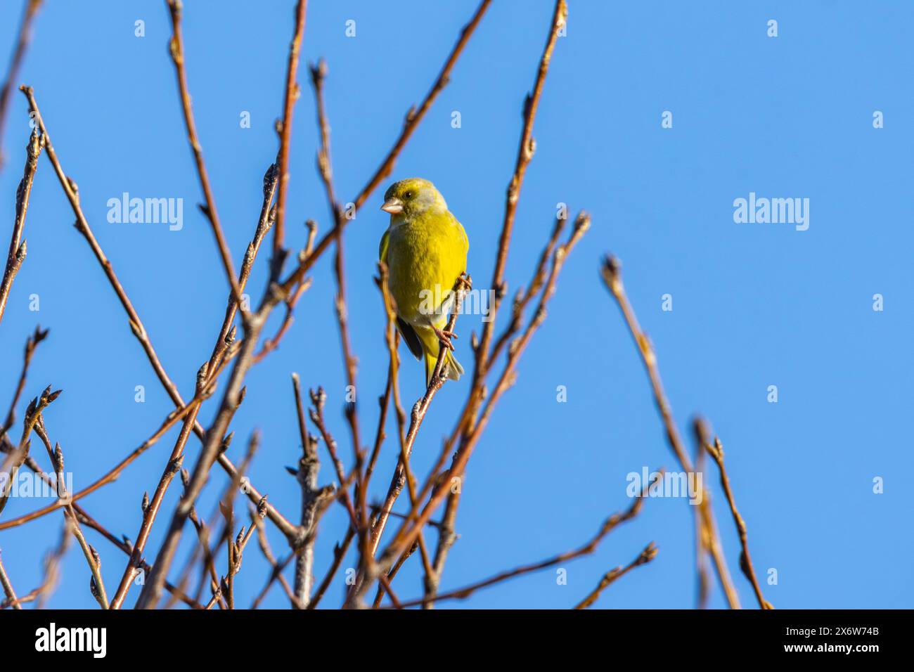 Un Zigolo giallo Foto Stock
