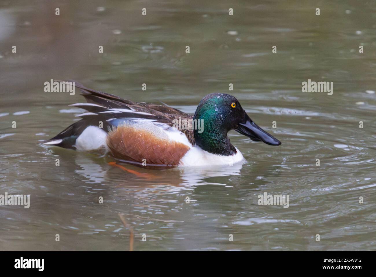 Un maschio spatola del nord Foto Stock