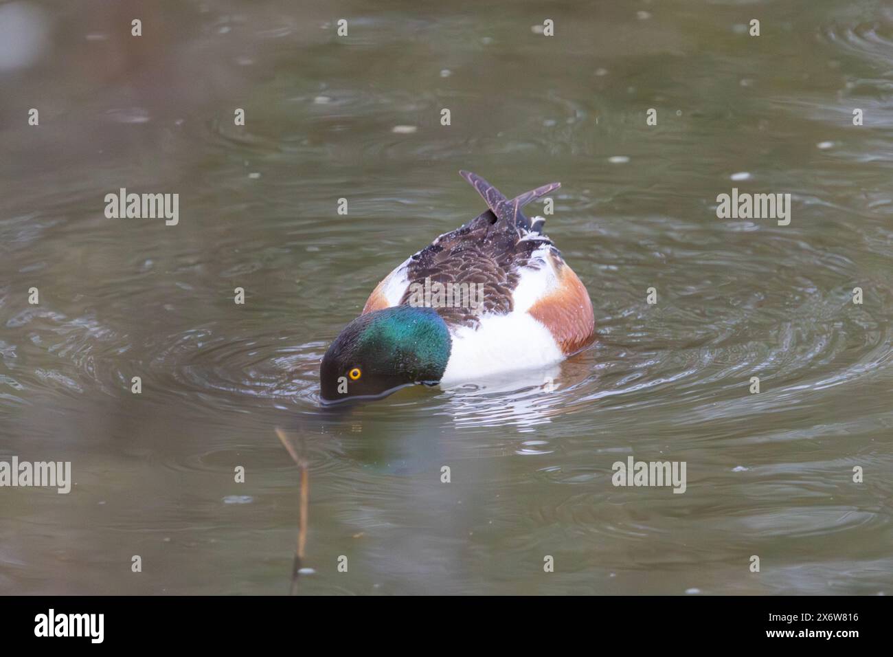 Un maschio spatola del nord Foto Stock