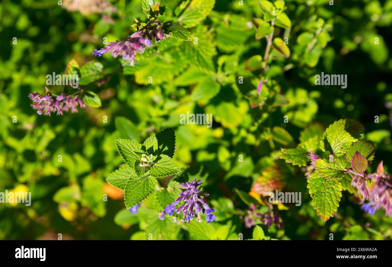 Sfondo di foglie verdi e fioritura Blue Catmint, una perenne erbacea, ad agosto presso l'Alaska Botanical Garden di Anchorage, Alaska, USA Foto Stock