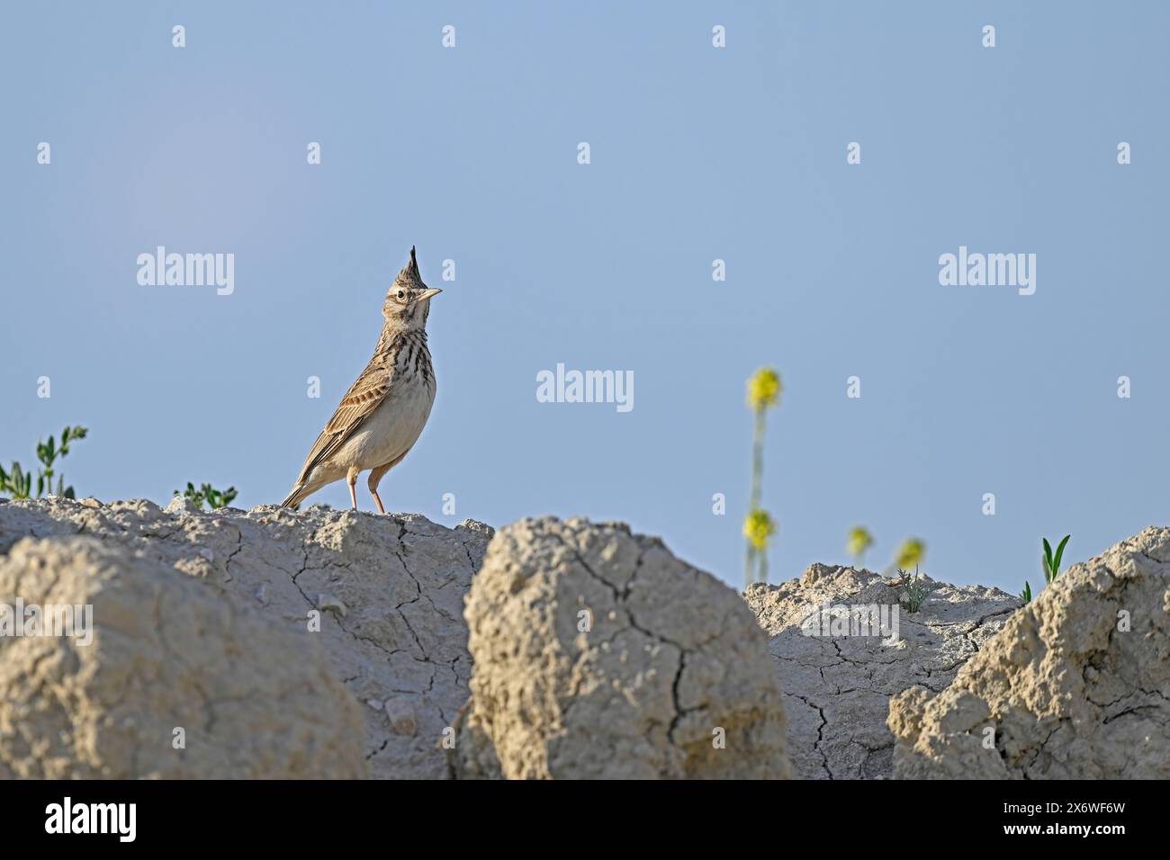 Lark crestato in piedi a terra, sfondo cielo, Galerida cristata. Foto Stock