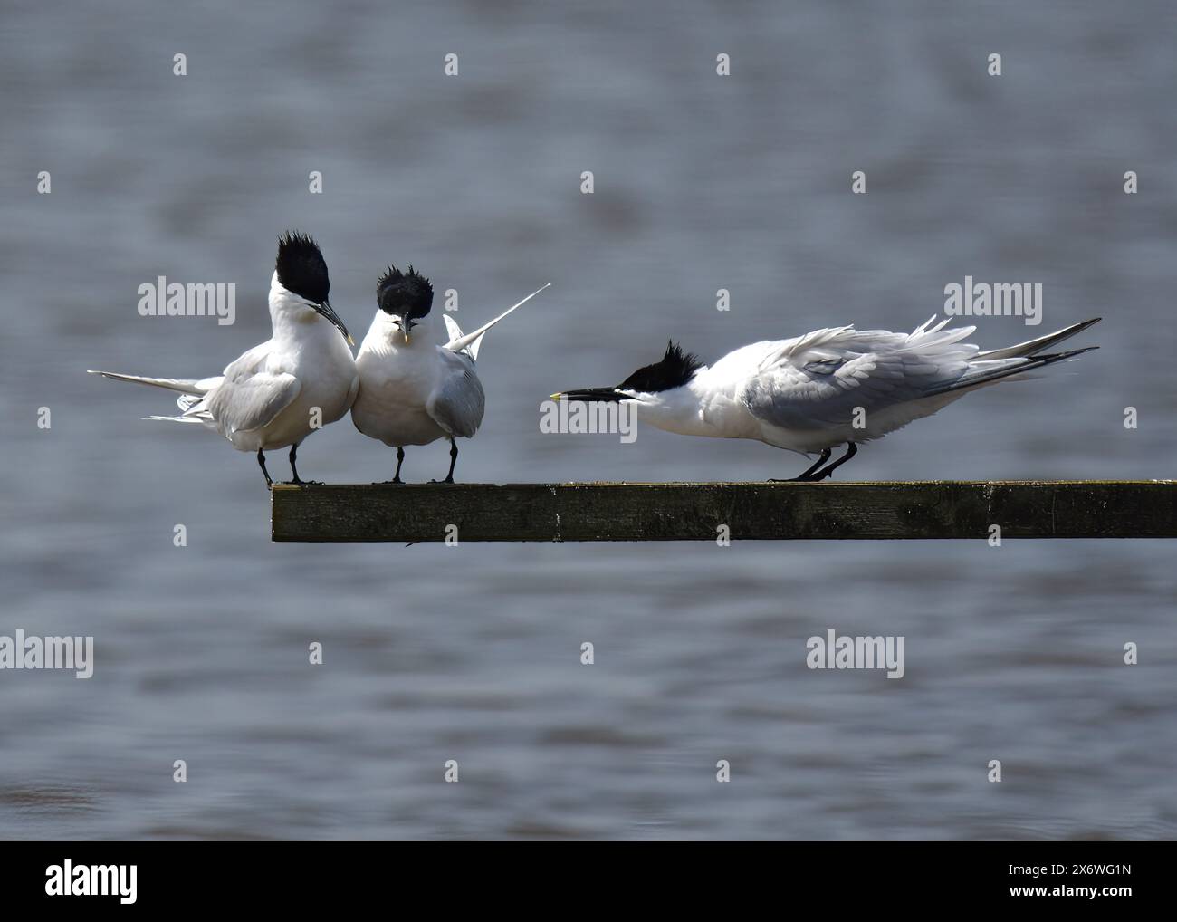 Sandwich Terns (Thalasseus sanvicensis) East Hide, RSPB Minsmere, Suffolk Foto Stock