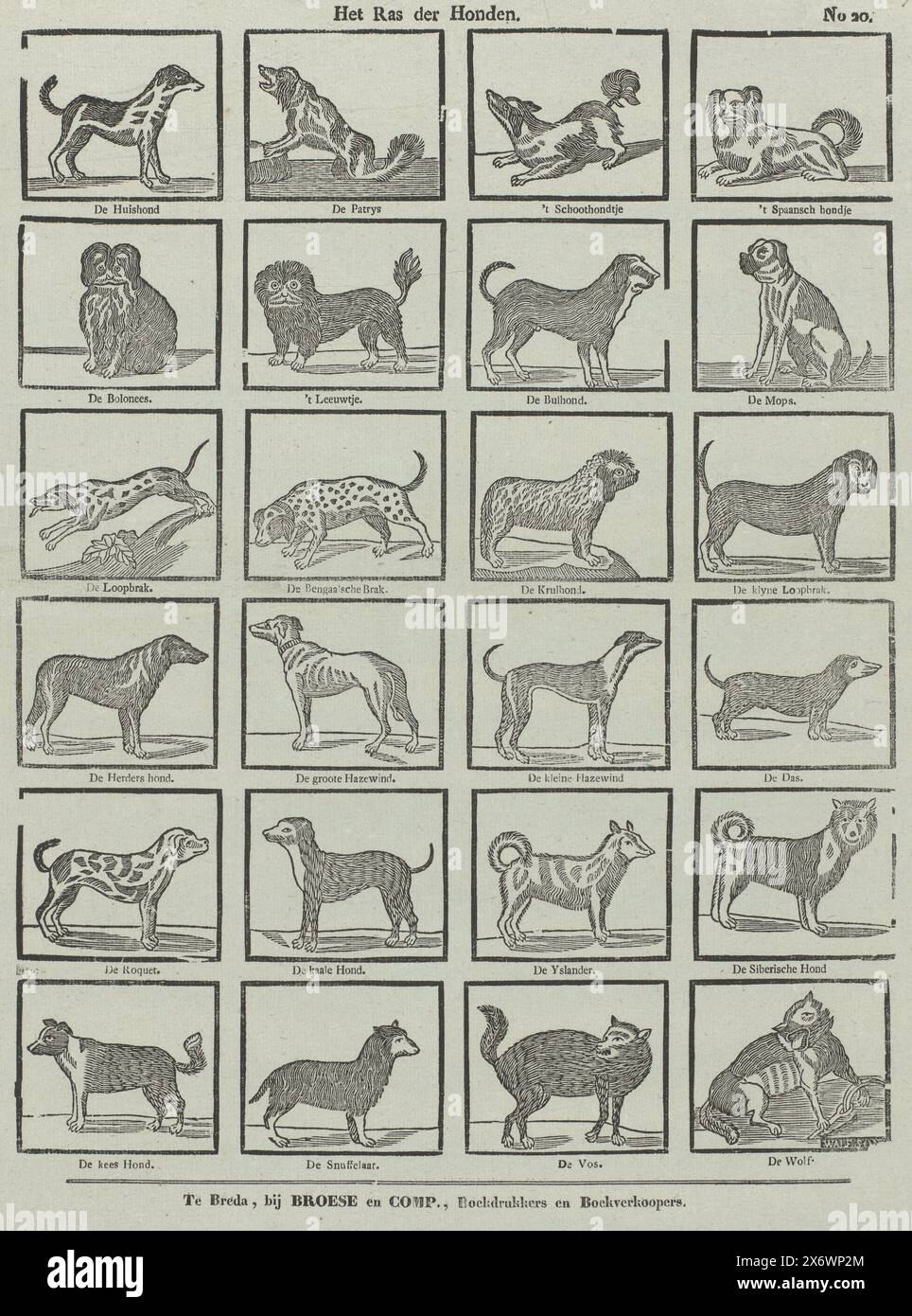 La razza di cani (titolo sull'oggetto), Foglio con 24 rappresentazioni di diverse razze di cani, come il cane domestico, il cane in grembo e il cucciolo. Il nome della razza sotto ogni immagine. Numerato in alto a destra: N. 20., stampa, stampatore: Johannis Waleson, (menzionato sull'oggetto), editore: Broese & Comp., (menzionato sull'oggetto), Breda, 1828 - 1853, carta, stampa con carta intestata, altezza, 405 mm x larghezza, 331 mm Foto Stock