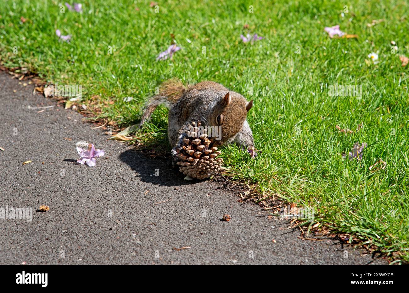 Uno scoiattolo grigio (Sciurus carolinensis) raccoglie un cono di pino. Fauna selvatica irlandese, Foto Stock