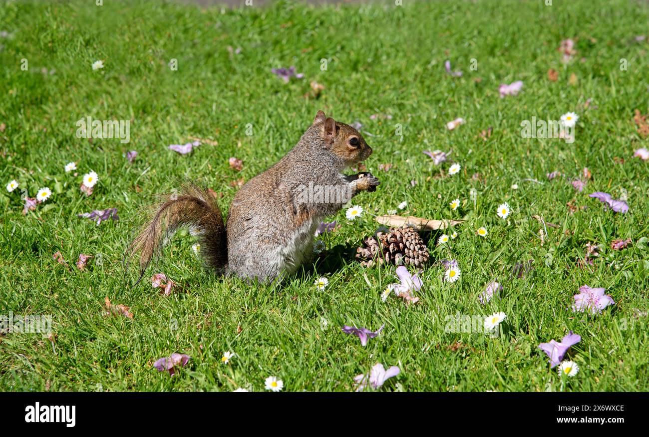Uno scoiattolo grigio (Sciurus carolinensis) sull'erba verde mangia noci. Fauna selvatica irlandese, Foto Stock