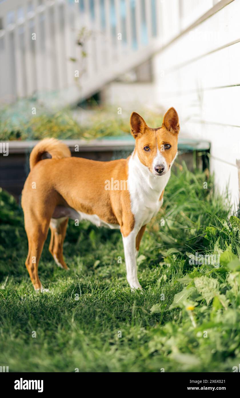 Cane Basenji bianco e marrone chiaro che posa in un giardino guardando la macchina fotografica Foto Stock