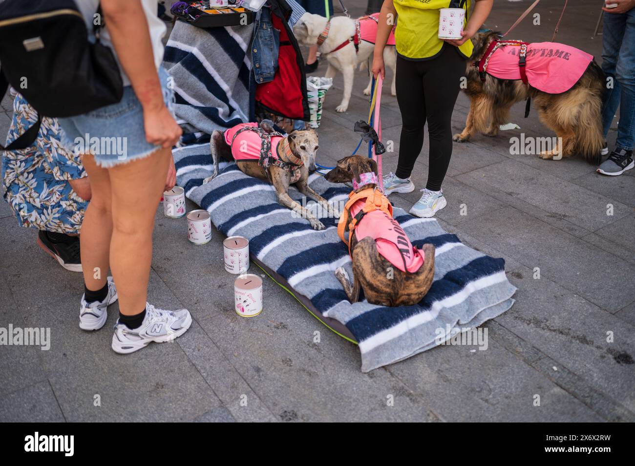 La fondazione Animal Rescue mostra cani in adozione nelle strade di Madrid Foto Stock
