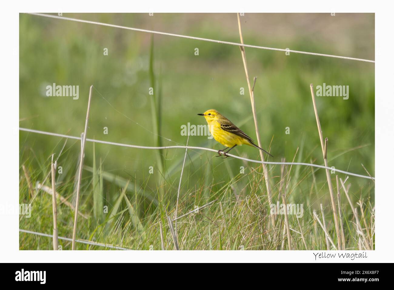 Yellow Wagtail, Norfolk, maggio 2024 Foto Stock