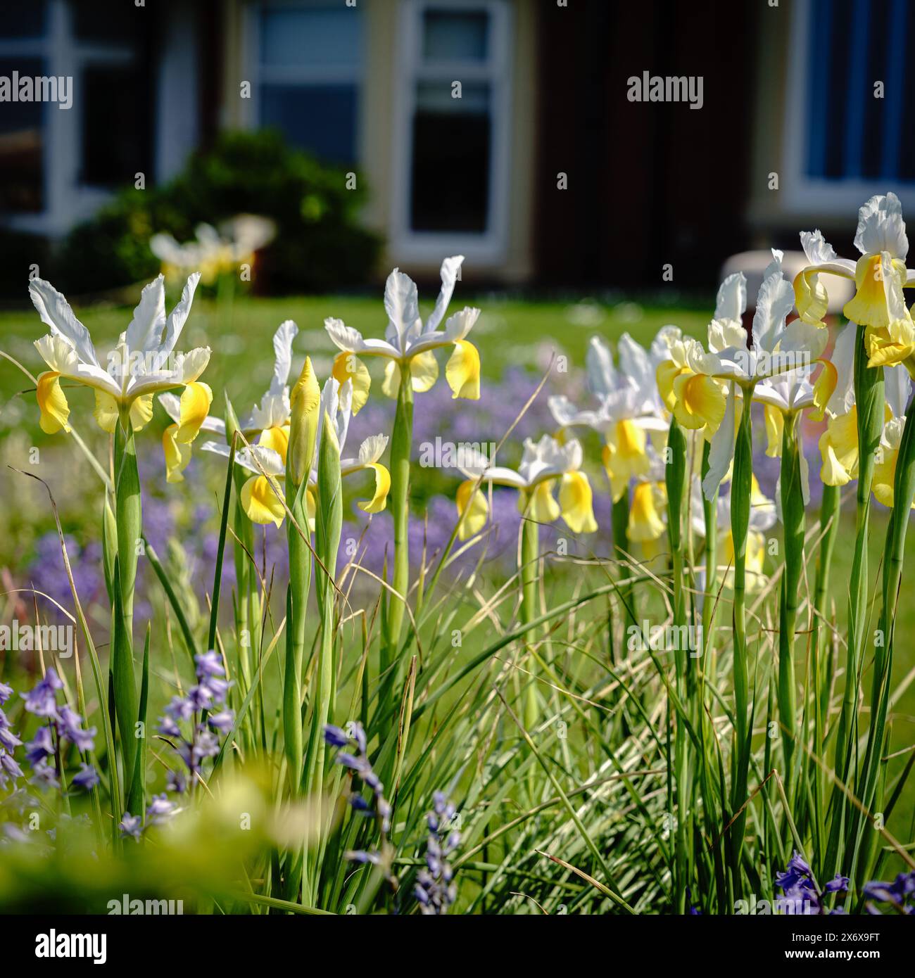 Splendida terrazza vittoriana con giardino sulla costa di Whitley Bay, North Tyneside Foto Stock