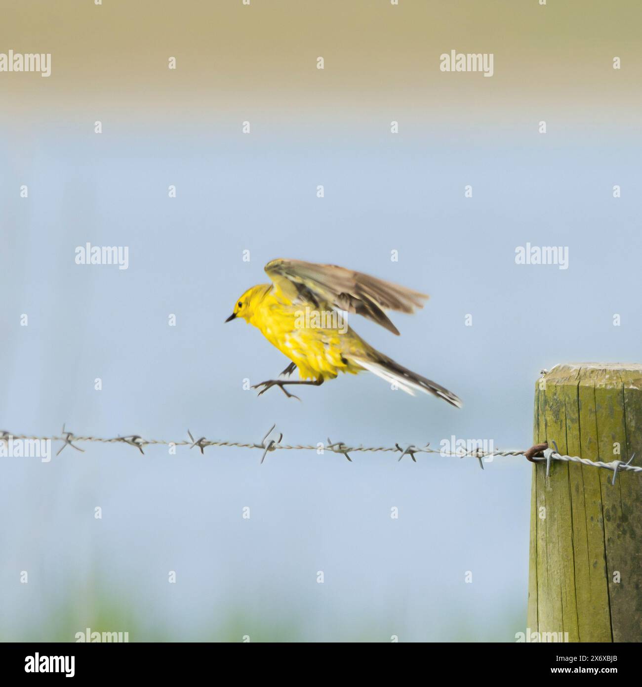 Yellow Wagtail, Norfolk, maggio 2024 Foto Stock