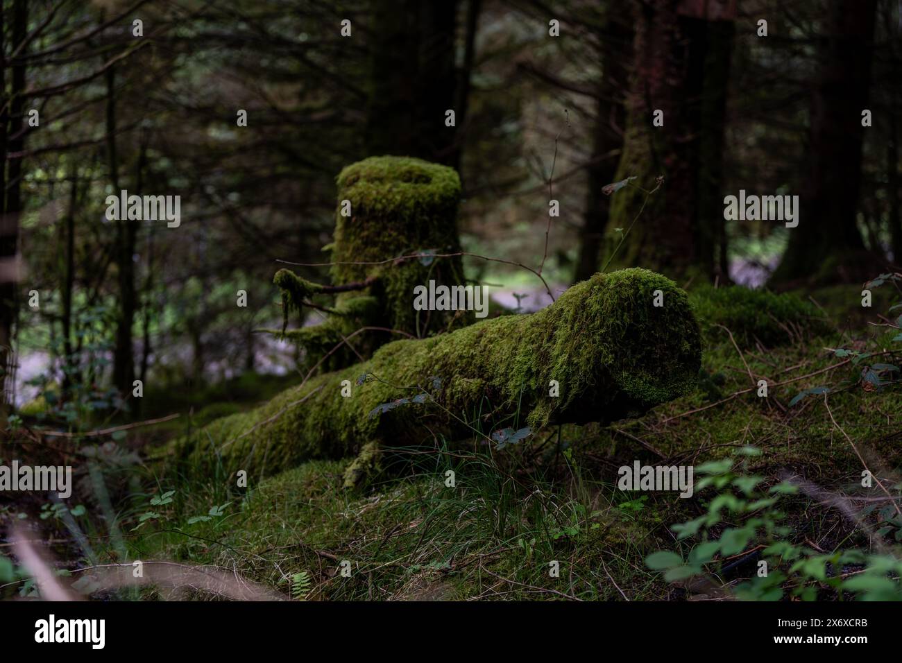 Scena mistica di muschio rigoglioso che cresce su vecchi tronchi in una fitta e ombrosa foresta Foto Stock