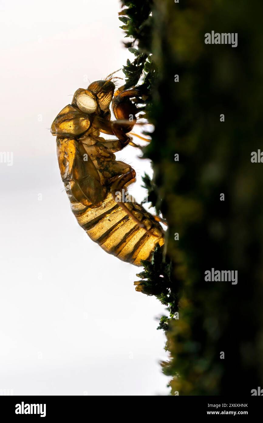 La silhouette di un guscio di cicada vuoto si aggrappa alla corteccia ruvida di un albero. Foto Stock