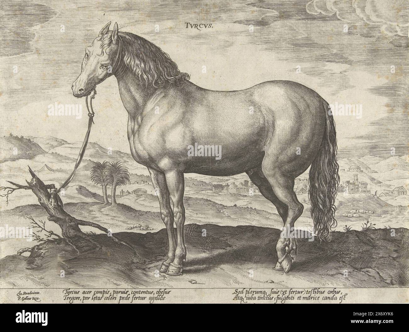 Cavallo proveniente dalla Turchia, Tvrcvs (titolo sull'oggetto), razze di cavallo dalle scuderie reali di Don Juan d'Austria (titolo della serie), Equile Ioannis Austriaci Caroli (titolo della serie), Un cavallo turco, in profilo. La stampa ha una didascalia latina e fa parte della seconda parte di una serie di 39 parti sulle razze dei cavalli dalle scuderie reali di Don Juan d'Austria., stampa, tipografo: Hendrick Goltzius, (attribuito a), su disegno di: Jan van der Straet, (menzionato sull'oggetto), editore: Philips Galle, (menzionato sull'oggetto), stampatore: Anversa, su disegno di: Firenze, editore: Anversa, c. 1578 - c Foto Stock