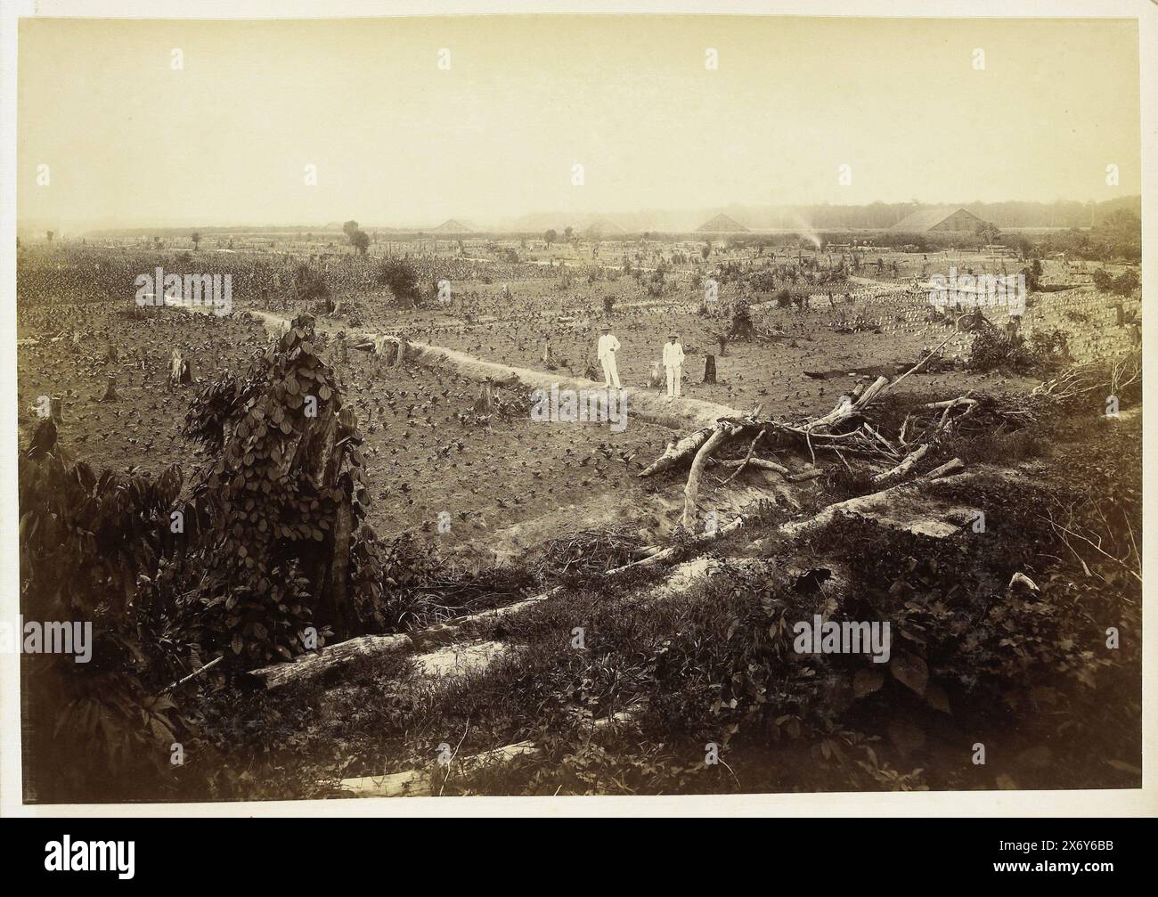 Vista dei campi con tabacco giovane, Langkat Sumatra, fotografia, Heinrich Ernst & Co, (attribuito a), Bindjai Langkat, c. 1900, supporto fotografico, stampa albume, altezza, 224 mm x larghezza, 322 mm Foto Stock