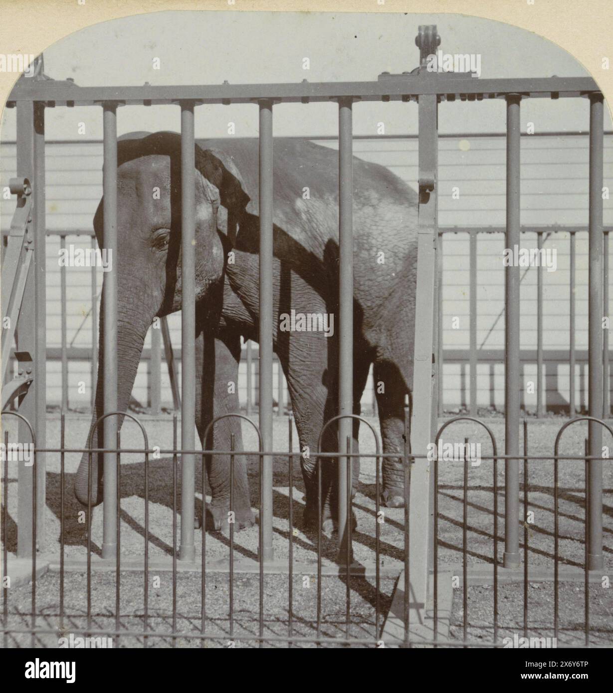 Elefante nello zoo (Artis?), Paesi Bassi, Vues des Pays-Bas. [Edition originale] (titolo della serie sull'oggetto), stereografo, August Frederik Willem Vogt, editore: August Frederik Willem Vogt, (menzionato sull'oggetto), Paesi Bassi, 1920 - 1940, paper, altezza, 78 mm, larghezza, 74 mm, altezza, 78 mm, larghezza, 74 mm, altezza, 87 mm x larghezza, 179 mm Foto Stock