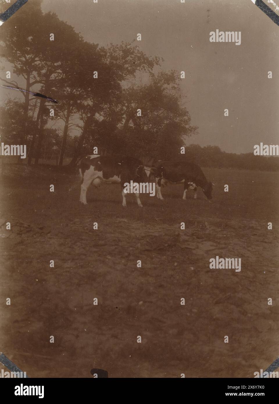 Mucche nel Meijendel vicino Wassenaar e l'Aia, fotografia, anonimo, Paesi Bassi, 23 luglio 1923, supporto fotografico, altezza, 110 mm x larghezza, 81 mm Foto Stock