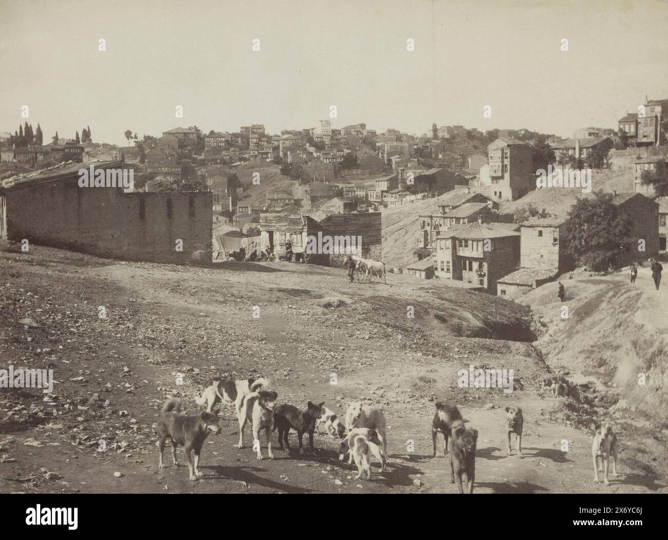 Gruppo di cani vicino a Istanbul, Groupe de chiens (titolo su oggetto), parte di album fotografico di un viaggio attraverso l'Europa meridionale e il Medio Oriente., Fotografia, Sébah & Joaillier, (attribuito a), c. 1900 - in o prima del 1910 aprile, supporto fotografico, stampa albume, altezza, 217 mm x larghezza, 272 mm Foto Stock