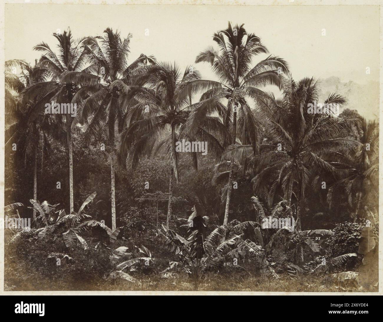 Foresta di palme su Giava, parte di album fotografico con registrazioni di siti su Giava., Fotografia, Woodbury & Page, (attribuito a), Giava, c. 1857 - c. 1870, supporto fotografico, stampa albume, altezza, 207 mm x larghezza, 270 mm Foto Stock