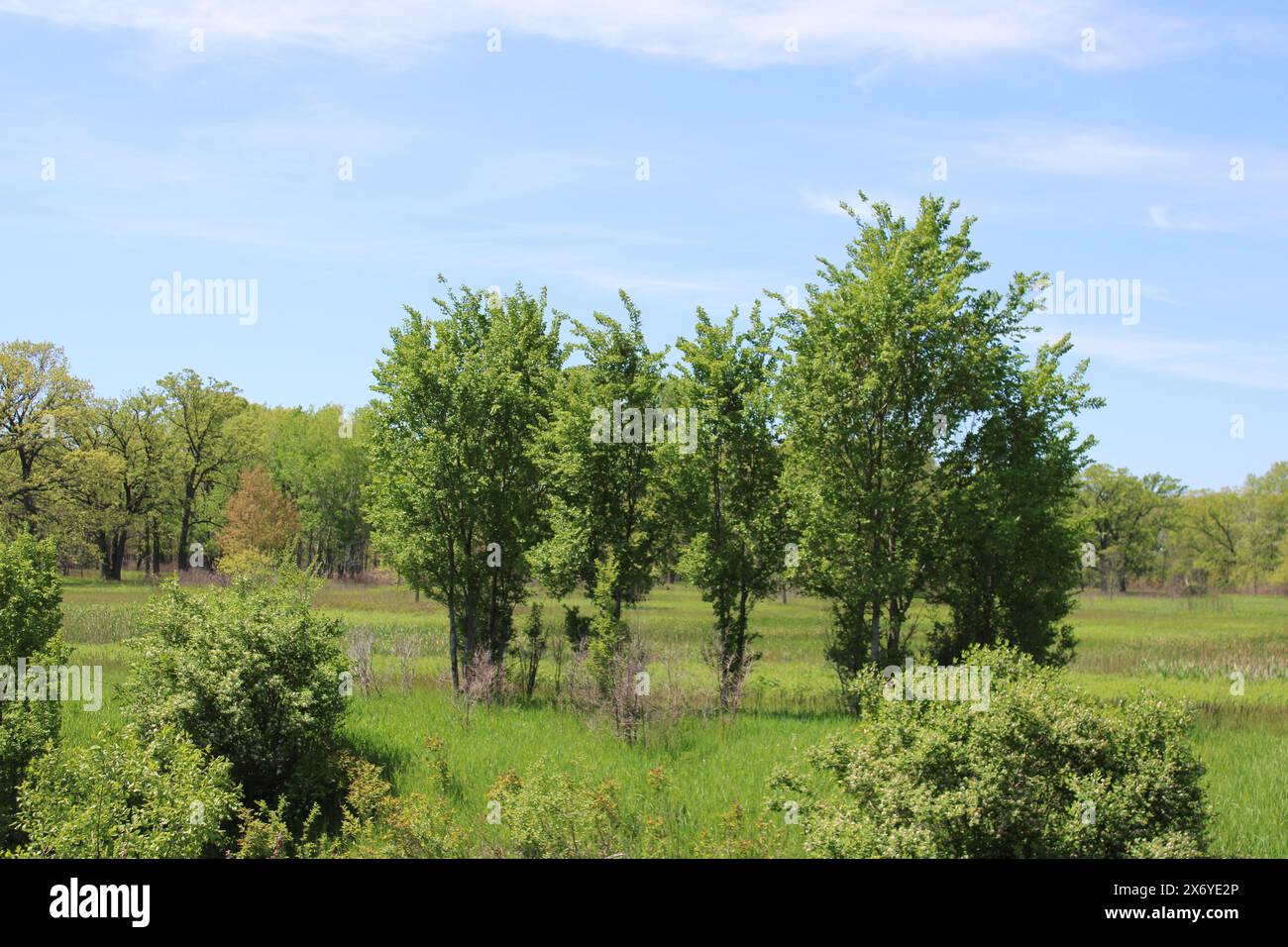 Cinque alberi in una radura a Middlefork Savanna a Lake Forest, Illinois Foto Stock