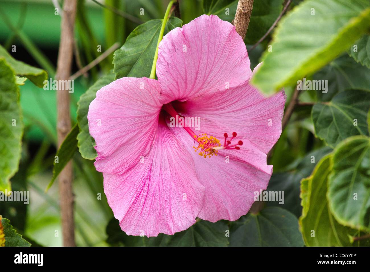 Delicato ibisco rosa chiaro visto dall'alto. Foto Stock