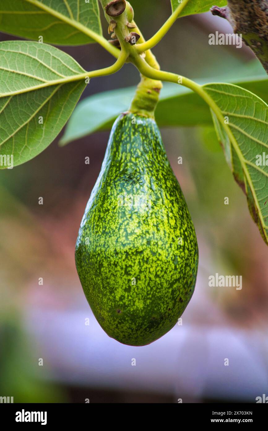 Avocado quasi maturo appeso su un albero da cortile. Foto Stock