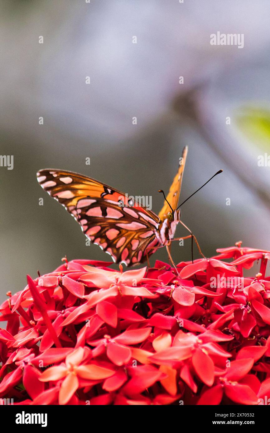 Primo piano estremo di una farfalla fritellare del golfo. Foto Stock