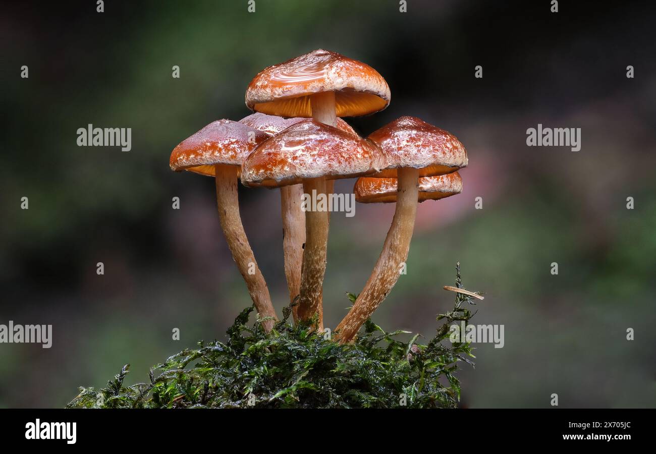 Immagine macro di Hypholoma fasciculare var armeniacum fungi nelle pendici della foresta pluviale del Monte Wellington kunanyi, Hobart, Tasmania, Australia Foto Stock
