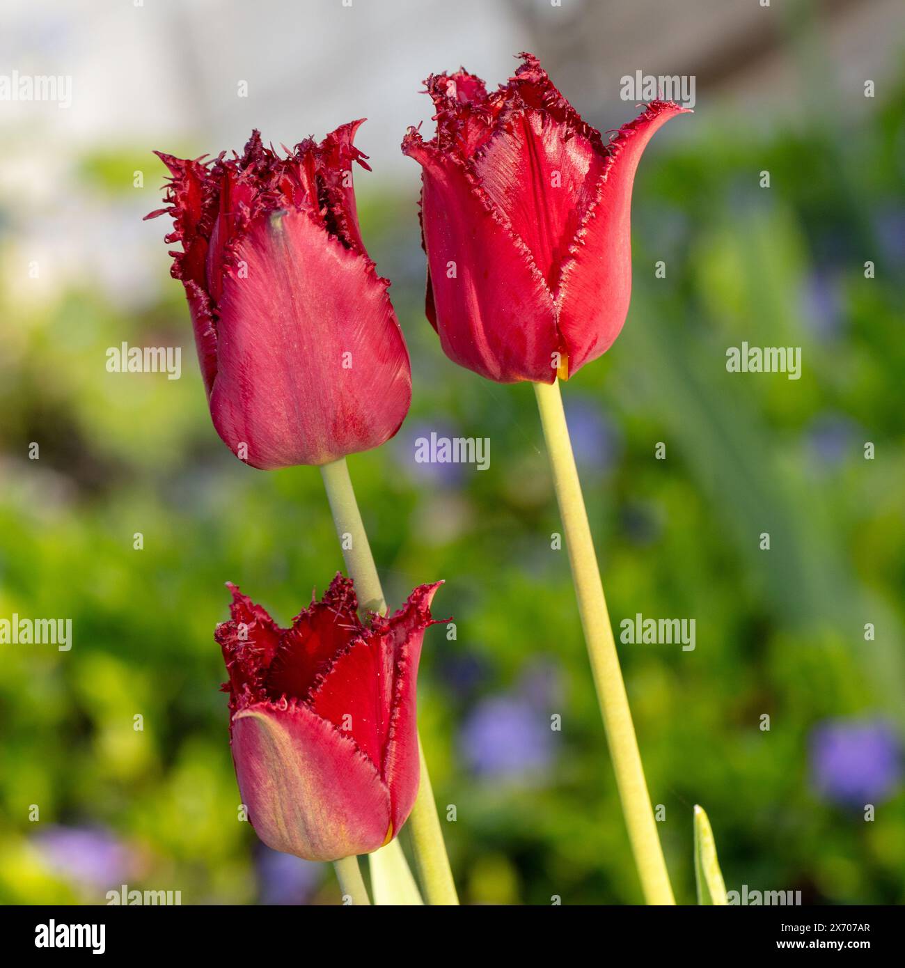 "Perla del Pacifico' orlata Tulip, Franstulpan (Tulipa gesneriana) Foto Stock