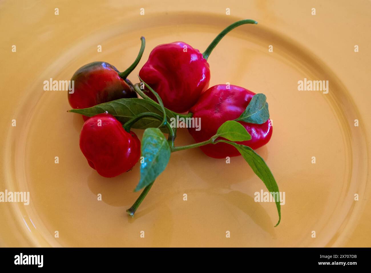 Varietà di peperoncini rocoto andini Capsicum pubescens su un piatto Foto Stock