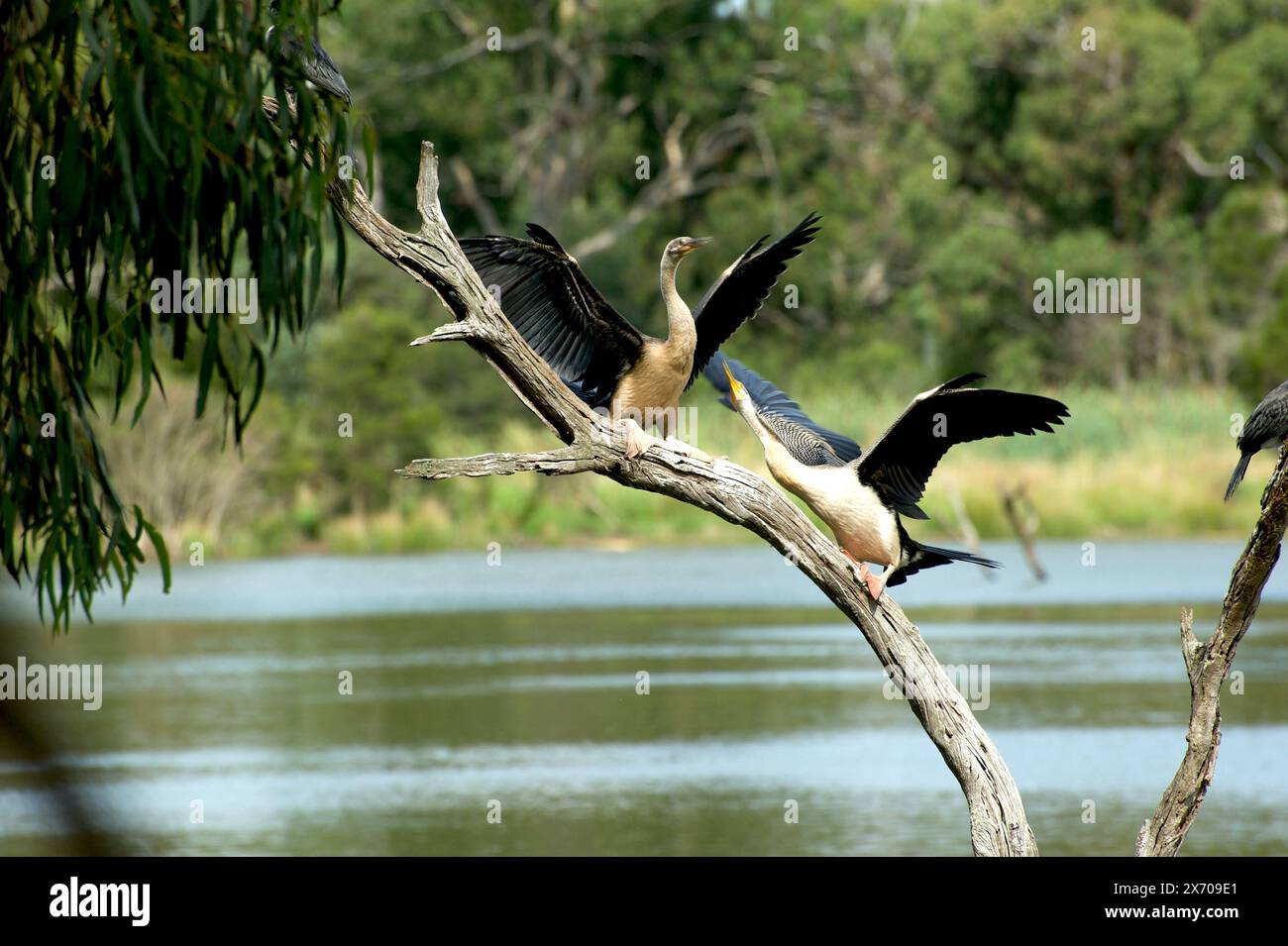 "Please be my" dice il Darter (Anhinga melanogaster) alla sua fantasia femminile, che non sembra troppo appassionato. Romanticismo al lago Jells Park di Victoria. Foto Stock