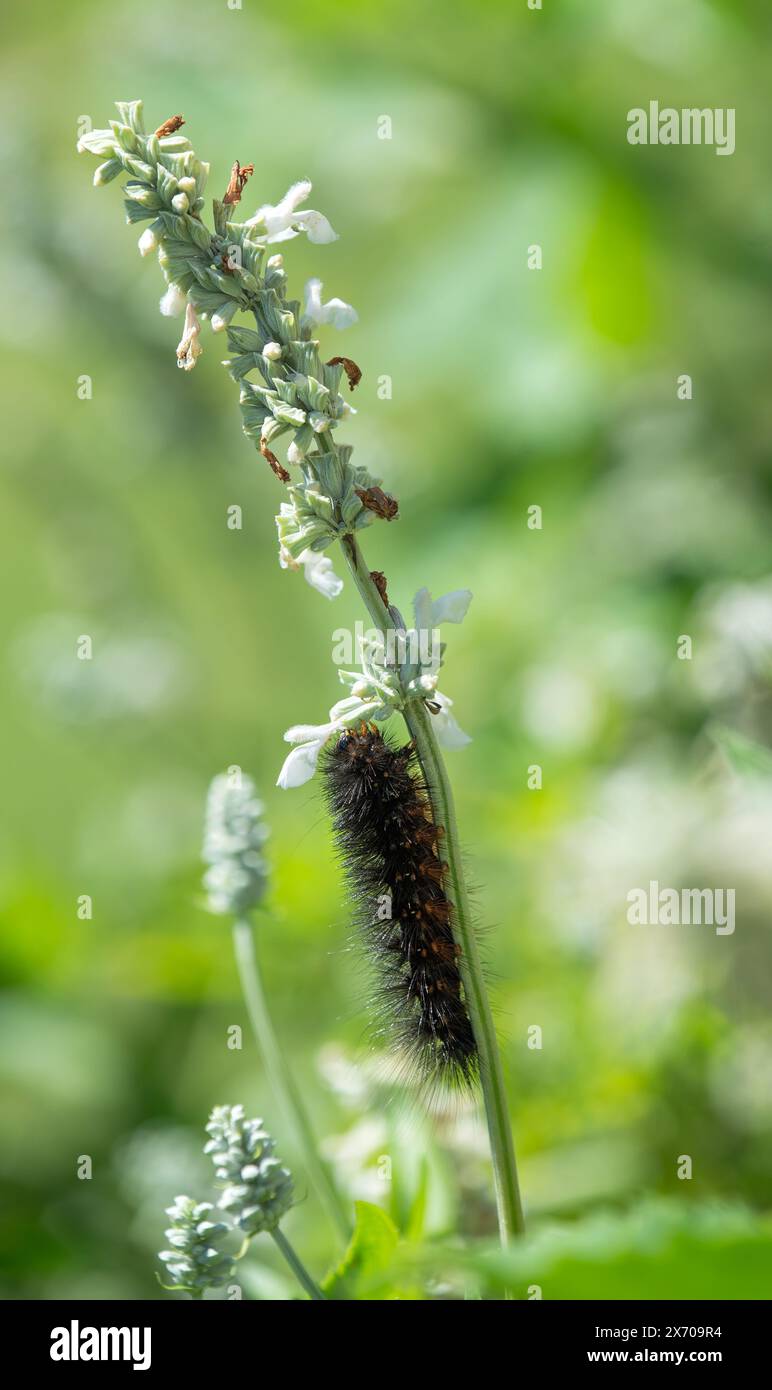 Il bruco di un Moth di palude salata (Estigmene acrea) che si nutre di fiori di Salvia Foto Stock