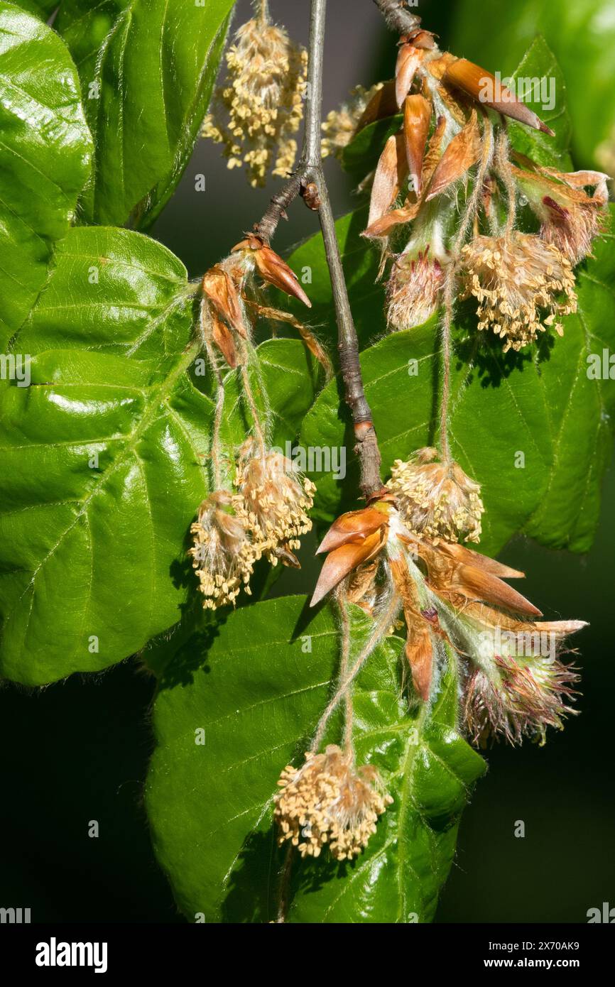 Faggio europeo, Fagus sylvatica "Pendula" Fiori in fiore Foto Stock