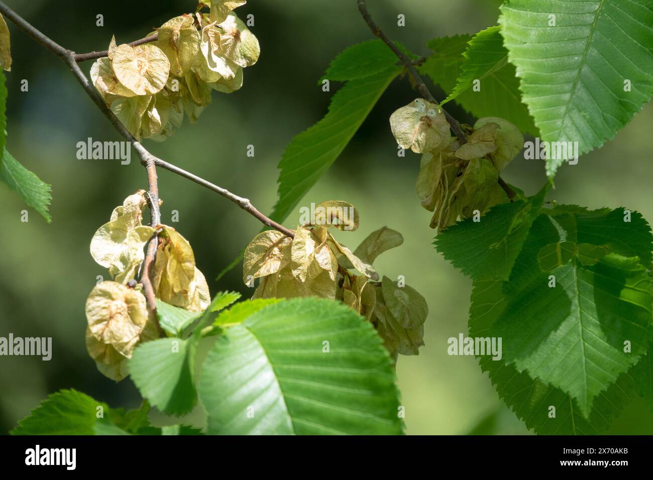 Wych Elm, Ulmus glabra, semi, Scots Elm, Foliage, foglie, Branch Foto Stock