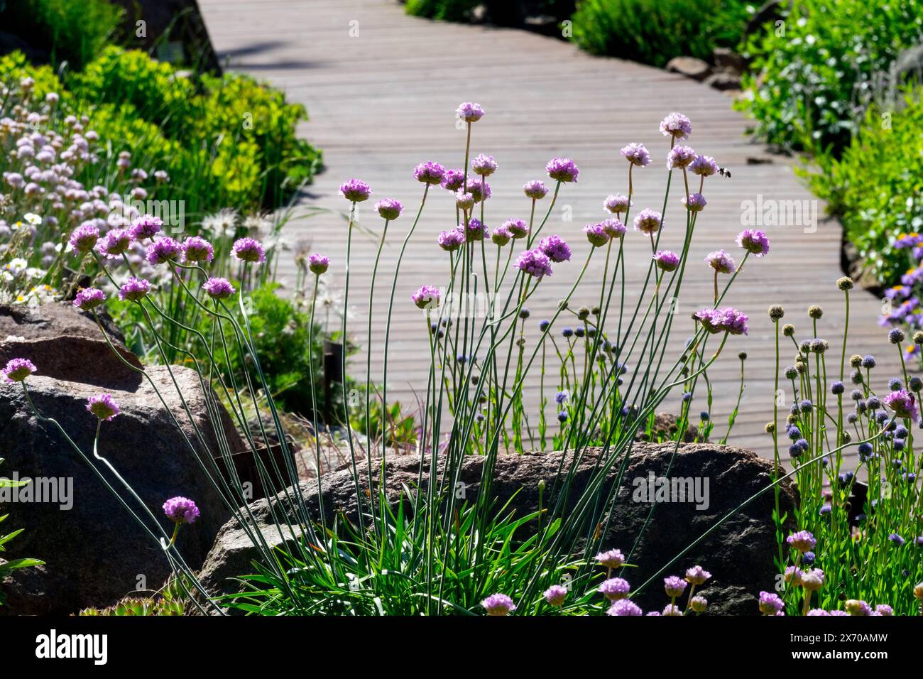 Piante rocciose Sea Pink Thrift Seapink, Armeria maritima, Alpine, Giardino, piante Fiori alpini Fiori fioritura Fiori fioritura Foto Stock