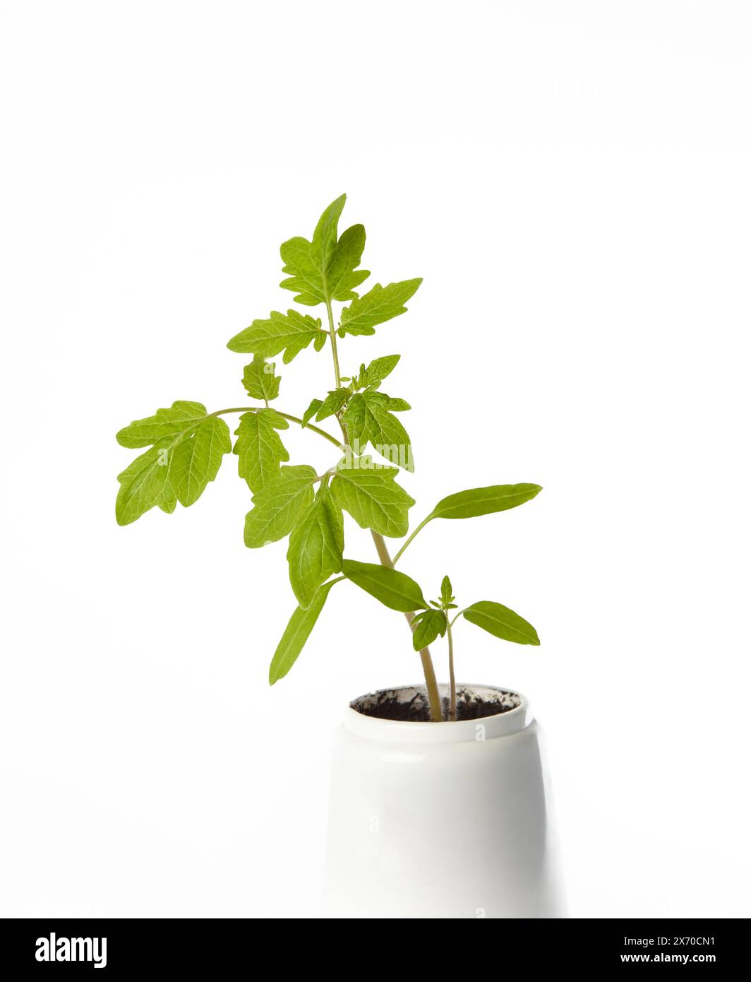 Giovani piantine di pomodoro in vaso isolate su fondo bianco. Piantine verdi di pomodori freschi Foto Stock