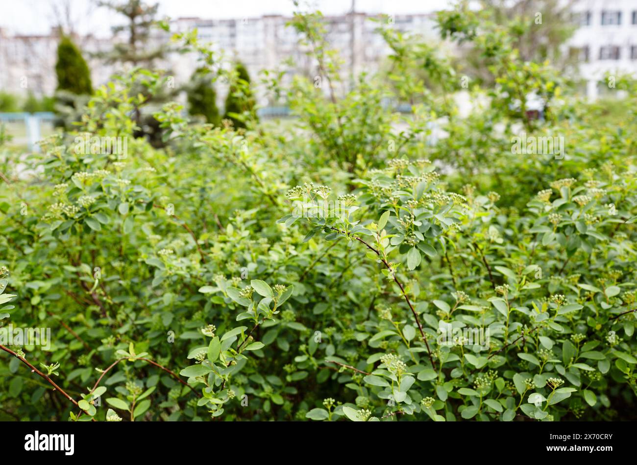 Cespuglio di fiori non maturo Spiraea Vanhouttei al parco. Bella pianta ornamentale in primavera Foto Stock