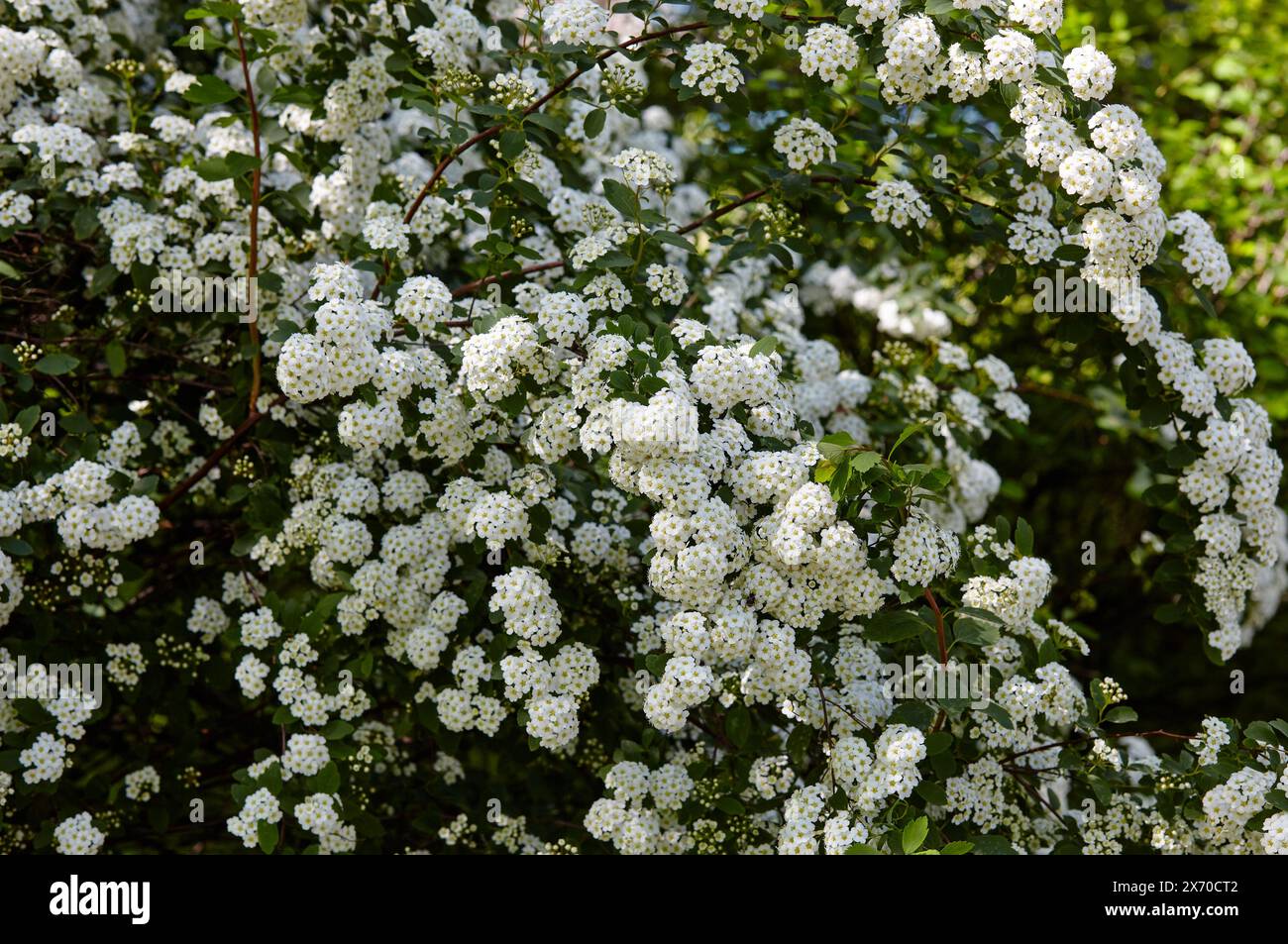 Cespuglio di fiori Spiraea Vanhouttei al parco. Bella pianta ornamentale in primavera Foto Stock