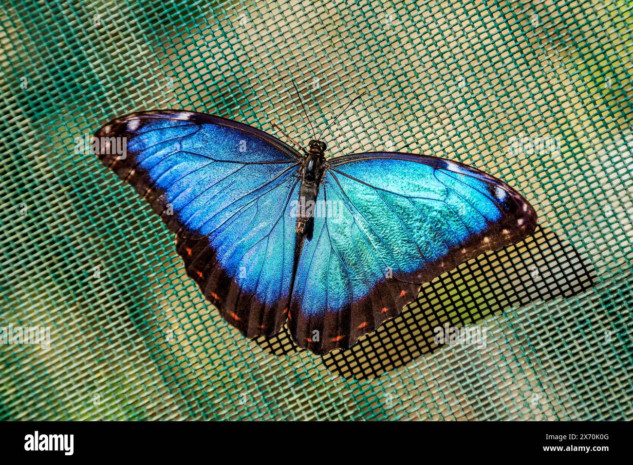 Shiny morfo butterfly Foto Stock