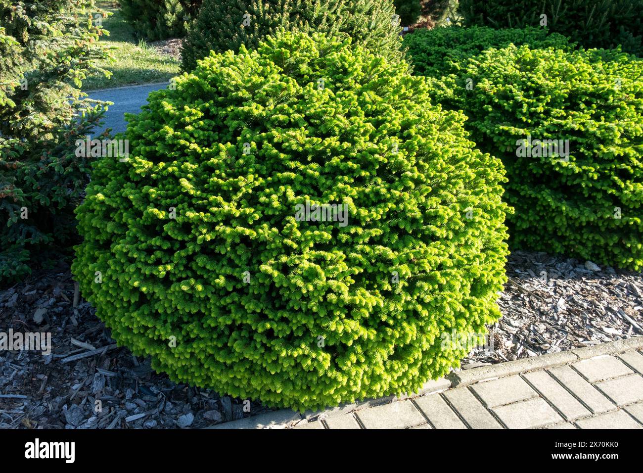 Abete rosso norvegese, Picea abies "Nidiformis" forma sferica densa, piccola vegetazione Conifer Foto Stock