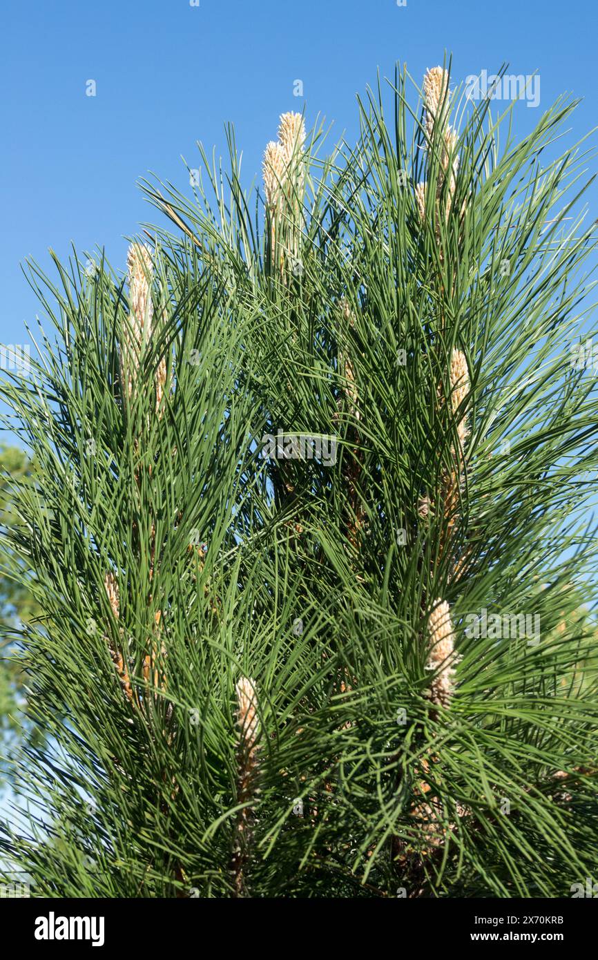 Filiali di pino austriaco Pinus nigra 'Caramanica' European Black Pine, maggio primavera, Conifer Foto Stock