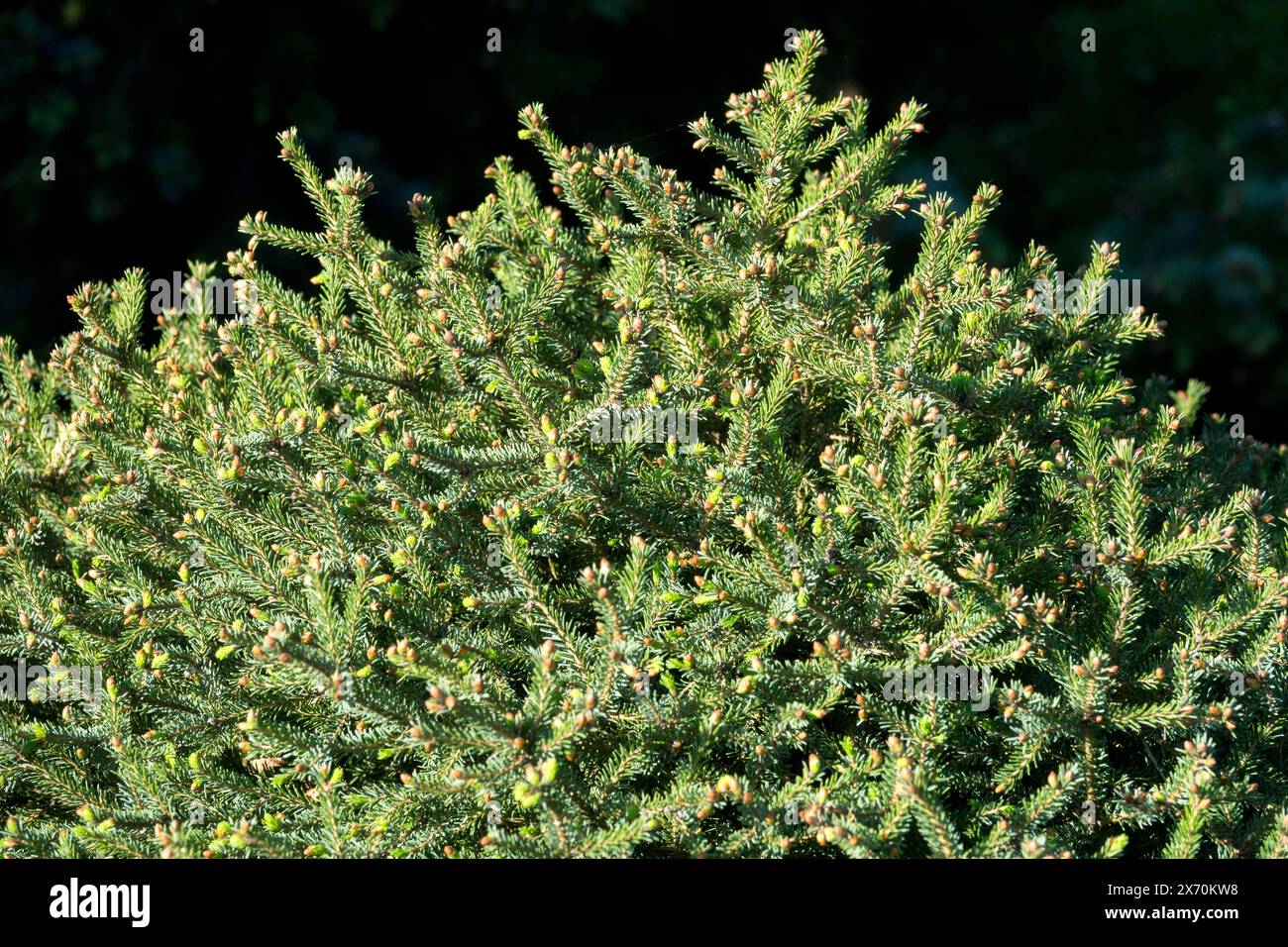 Picea omorika "Cenerentola" abete serbo, miniatura, giardino, albero, fogliame, basso, rami di Picea Foto Stock