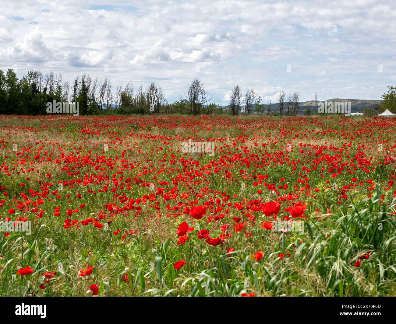 Sfondo anzac. Remember Day, Memorial in nuova Zelanda, Australia, Canada e Gran Bretagna. Cuccioli rossi. Giorno commemorativo dell'armistizio, giorno di Anzac Foto Stock