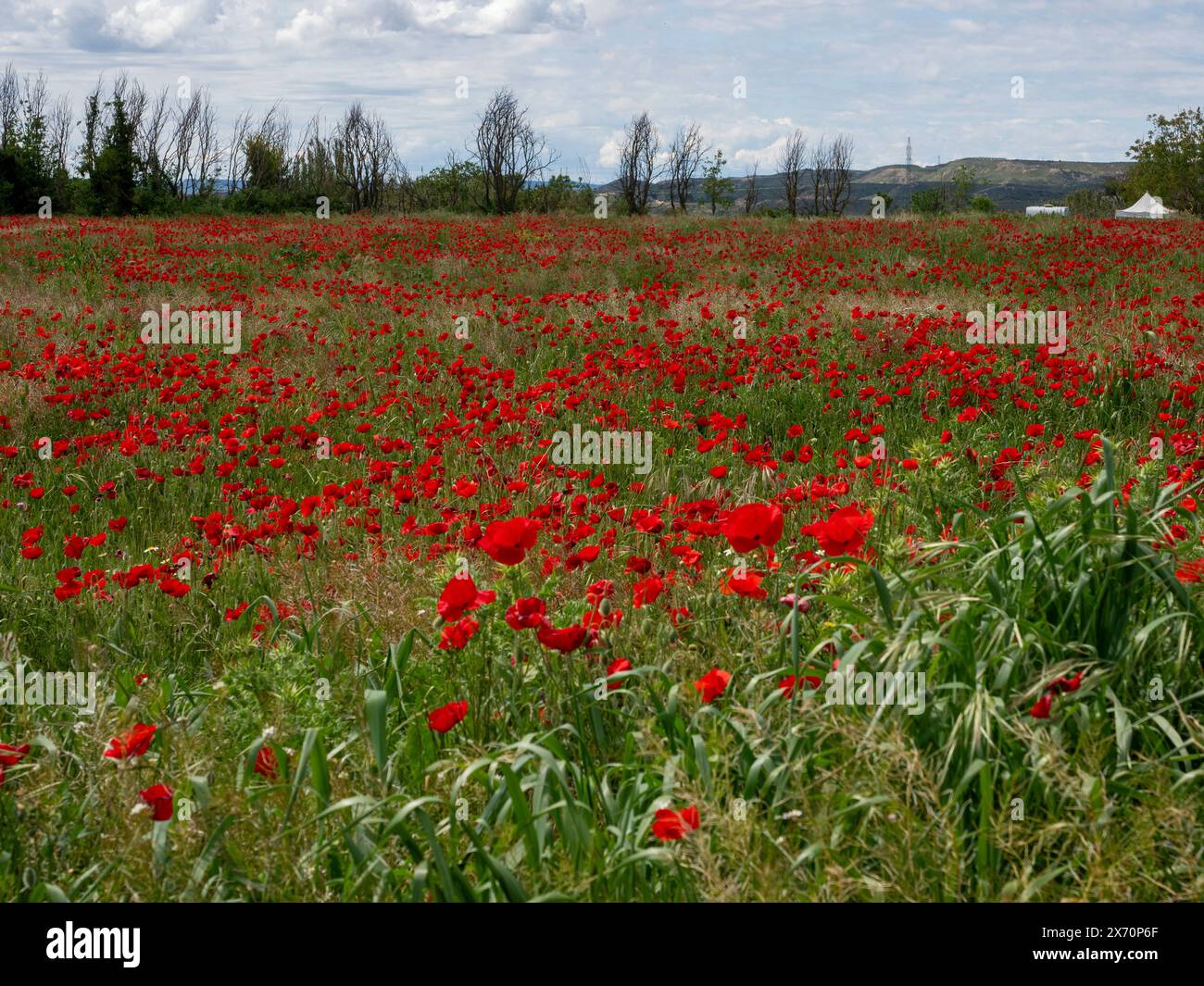 Sfondo anzac. Remember Day, Memorial in nuova Zelanda, Australia, Canada e Gran Bretagna. Cuccioli rossi. Giorno commemorativo dell'armistizio, giorno di Anzac Foto Stock