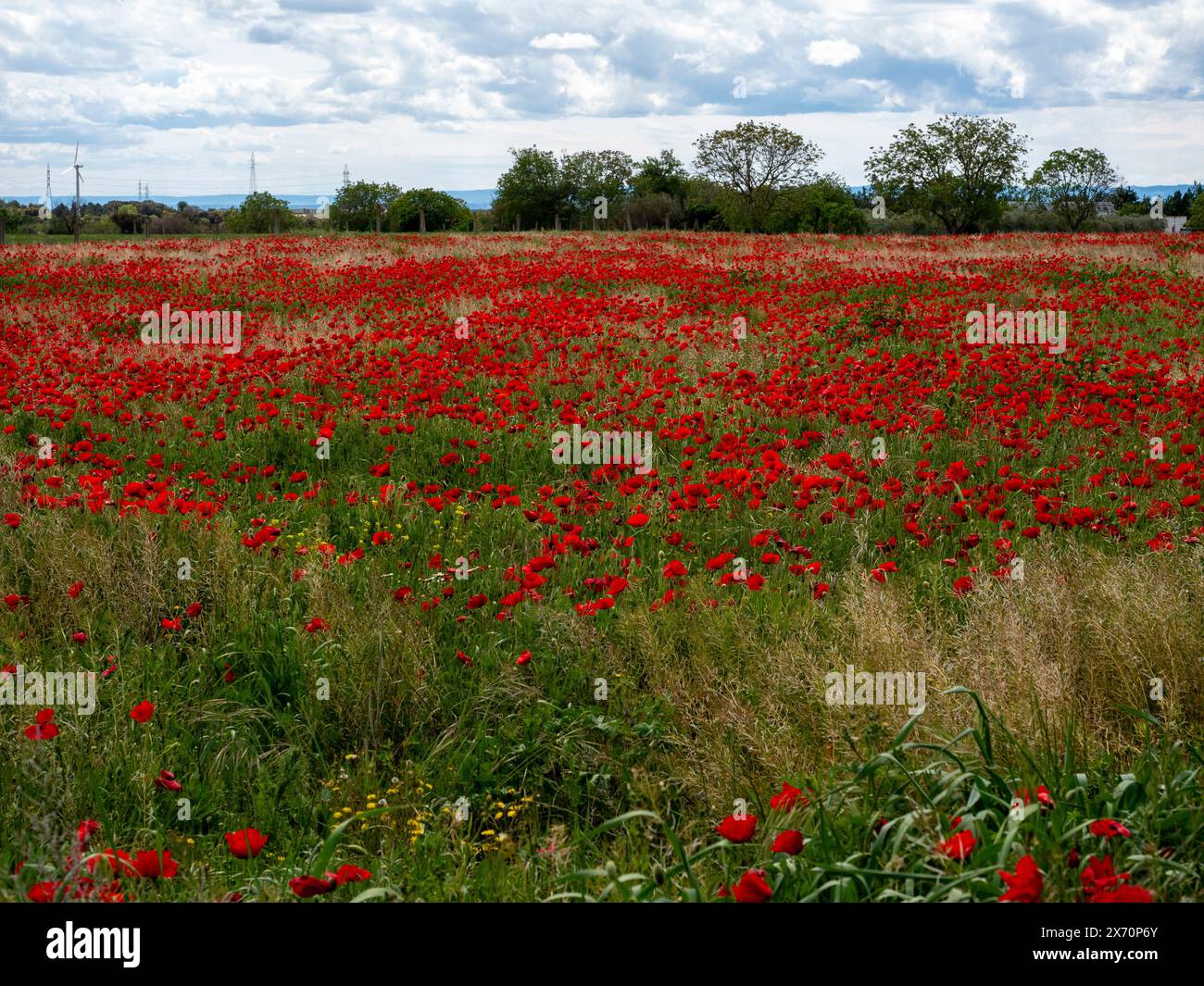 Sfondo anzac. Remember Day, Memorial in nuova Zelanda, Australia, Canada e Gran Bretagna. Cuccioli rossi. Giorno commemorativo dell'armistizio, giorno di Anzac Foto Stock